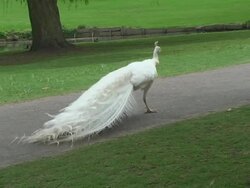 White Peacock Stock Footage