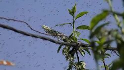 Swarm of Mosquitos Stock Footage