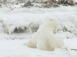 MS SLO MO Two Polar bears sitting facing each other playing and fighting / Churchill, Manitoba, Canada Stock Footage