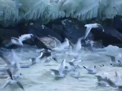 seagulls flying against strong wind on the lake geneva Stock Footage