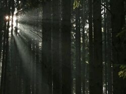 WS Sunlight coming through fir forest  /  Kastel-Staadt, Rhineland-Palatinate, Germany  Stock Footage