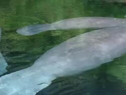 Manatees lazily float together Stock Footage