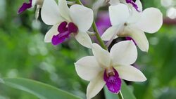purple orchids Stock Footage