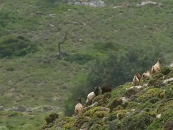 MS AERIAL Shot of goats climbing up mountain / Pserimos, Dodecanese, Greece Stock Footage
