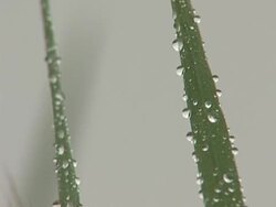 Dawn water Stock Footage