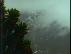 MS cloud lifting off snow covered mountainside, Tree Senecios, Dendrosenecio adnivalis, in foreground, Uganda, Africa Stock Footage