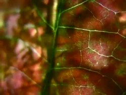 HD 1080i Grit Abstract with leaf veins and branches Stock Footage