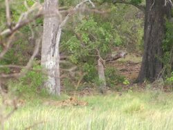 WS TD Shot of Lion pride resting or hiding as buffalo herd graze in tall grass nearby / Okavango Delta, North West District, Botswana Stock Footage