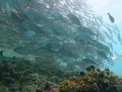MS TS Woman freediving over reef with turtle, shark and school of trevally / Sipadan, Sabah, Malaysia Stock Footage