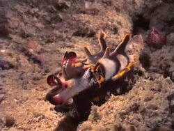 Flamboyant Cuttlefish hunting and catching prey Stock Footage