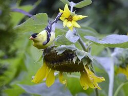 CU Shot of Male goldfinch extracts seeds from sunflower Stock Footage