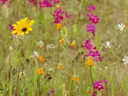 WS View of Orange Namaqualand daisies with springbok painted petal flowers and wir-stemmed plant / Namaqualand, Northern Cape, South Africa Stock Footage