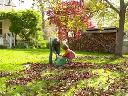 WS DS Grandmother and grandson packing leaves in bag / Tivoli, New York, United States Stock Footage