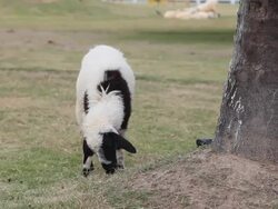 Sheep is grazing in a green field Stock Footage
