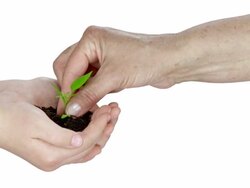Planting A Seedling Stock Footage