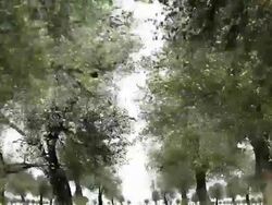 OLD PEAR TREES: CLOSE/MID/FAR - MOVING IN. WHITE BACK (loop) Stock Footage