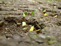Leaf cutter ants Stock Footage