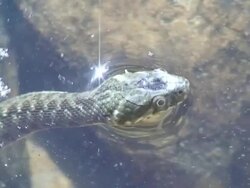 Water snake breathing Stock Footage
