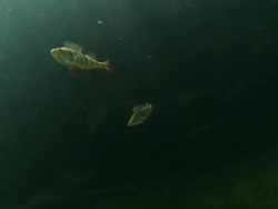 Freediver watching couple of perch underwater Stock Footage
