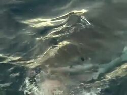 Medium Close Up hand-held pan-left - A great white shark snatches bait near a ship. Stock Footage