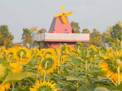 Sunflower in a sunflower field. Stock Footage