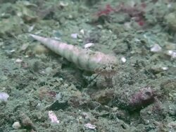 Hermit Crab Stock Footage