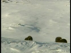 WA pair of male Musk Oxen, Ovibos moschatus, rutting, Arctic Circle Stock Footage