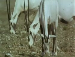 MS group of  Arabian Oryx, Oryx leucoryx walking and grazing wild in Jiddat al Harasis desert, Oman Stock Footage