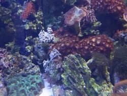 Alseund, the aquarium Stock Footage