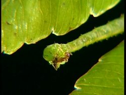 CU Green caterpillar eating ant Stock Footage