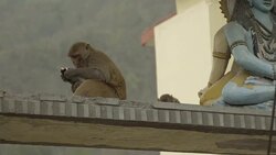 L/S monkey (rhesus macaque) and baby in Rishikesh, India Stock Footage