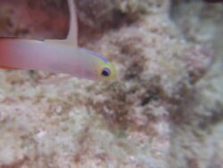 MS TS Firedart goby  / Mabul, Sabah, Malaysia   Stock Footage