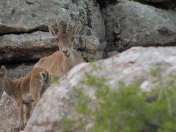 F/S wild goat and its young Stock Footage