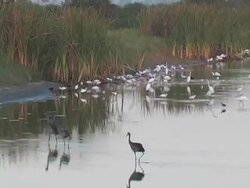 Man Made Wetlands At Dawn Stock Footage
