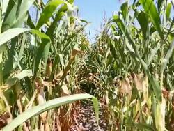 HD: Dry corn field Stock Footage