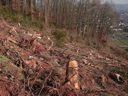  WS View of ravaged woodland after storm  /  Kastel-Staadt, Rhineland-Palatinate, Germany  Stock Footage