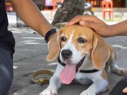 Dog with owner hands Stock Footage