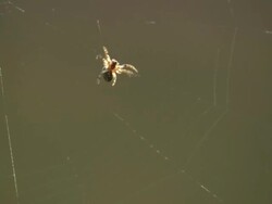 MS PAN TU Spider moving around webb / Visby, Nar, Ljugarn, Gotland, Sweden  Stock Footage