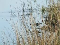 great blue heron Stock Footage