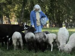 WS Senior Farmer Feeding Sheep and Cows in Pasture / Richmond. Virginia, USA  Stock Footage