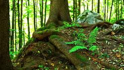 Conifer Tree With Giant Roots Stock Footage