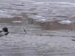 Two ducks 2  1080/60i Stock Footage