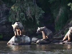 MS Gull flies by yearling brown bear cubs along the Brooks River / Alaska, United States Stock Footage
