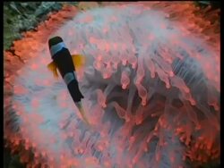 Clarks Clownfish swimming by fluorescent pink and white Anemone, Sipadan, Borneo, Malaysia Stock Footage