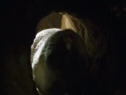 Namaqua mole rat, (Cryptomys hottentotus) in tunnel, Namaqualand, South Africa Stock Footage