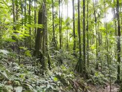 Early morning time-lapse of the interior of tropical rainforest in the Ecuadorian Amazon Stock Footage
