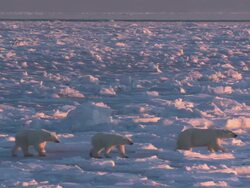 TS Polar bears crossing a vast, snowy landscape / Churchill, Manitoba, Canada Stock Footage