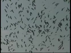 WA Low angle, 2 Silhouetted groups of White Storks flying in opposite directions, Israel Stock Footage