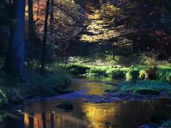 HD Stream in Autumn Forest (Tilt up) Stock Footage