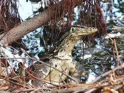 Varanus salvator Stock Footage